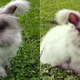 Illustration for article titled Gap and Zara Ban Angora Fur Following Outcry Over Cruelty to Bunnies
